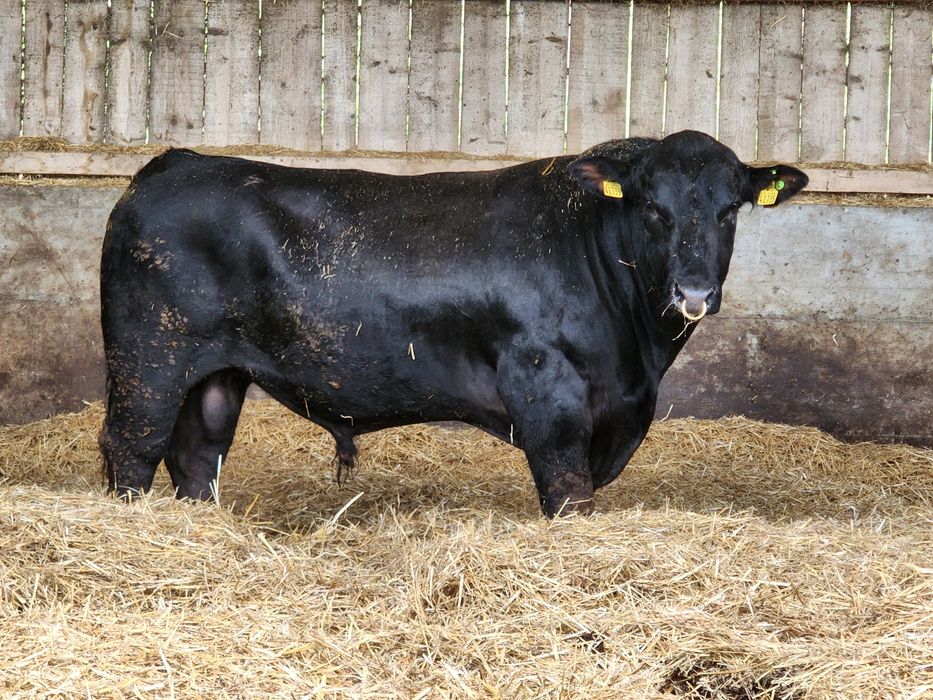 Aberdeen Angus juninci gestante, tauri