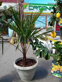 Palmieri trachycarpus fortunei.