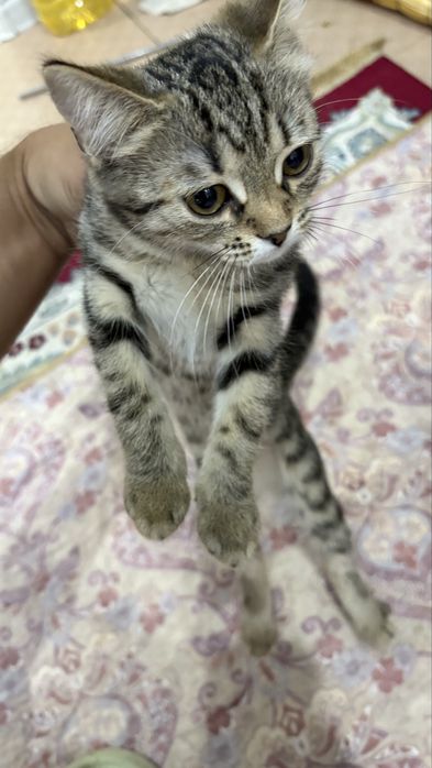 Мысық, тегін беремін