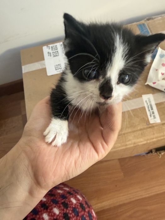 Подарявам котенце