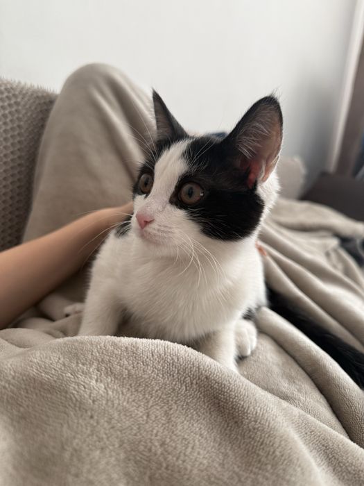 Котенок ищет любящих хозяев!