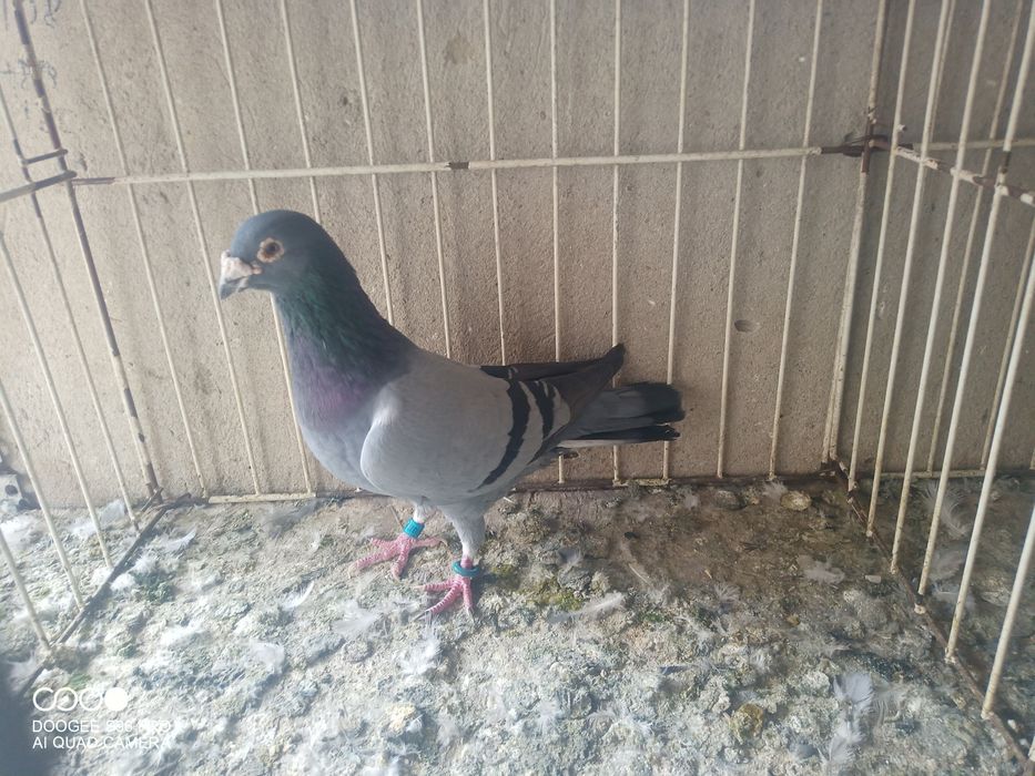 Voiajori cu pedigreu