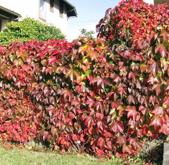 Vita De Vie Canadiana Roșie