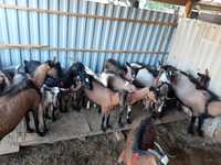 Чистая парода козы продаем оптом и отдельно ешкі ешкы коза козы