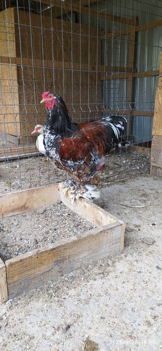 Vând cocoș Brahma Portelan