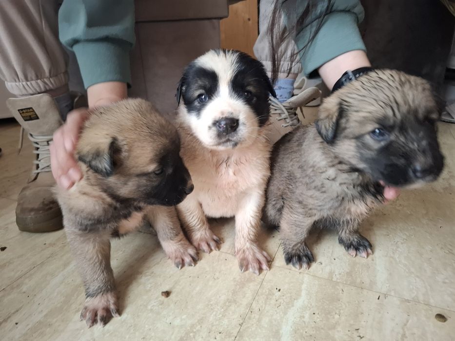 Catelusi puiuti, blanosi, pufosi si jucausi