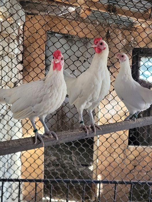 Schimb cocos rasa Sebright și femele Gusat de Pomerania cu masculi