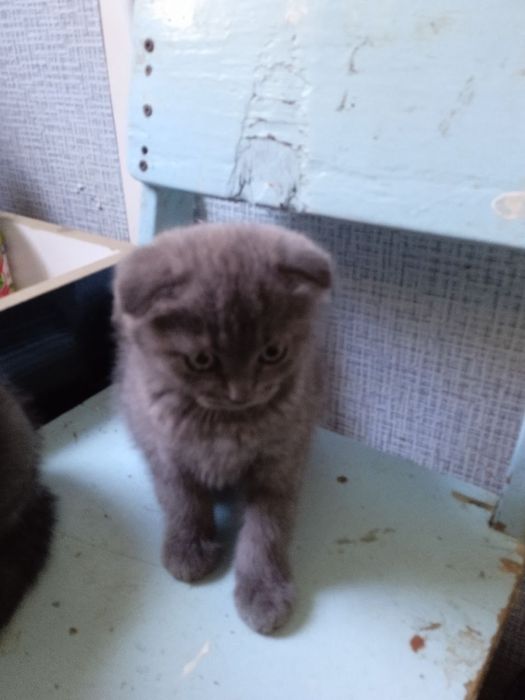 мушук сотилади тоза зотли