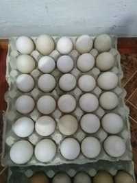 Oua de rata  pentru consum sau incubat