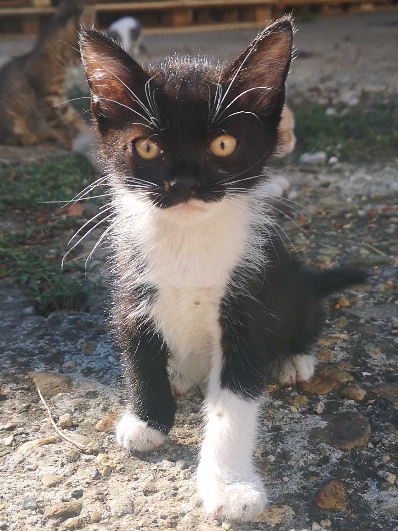 Подаряват се котенца