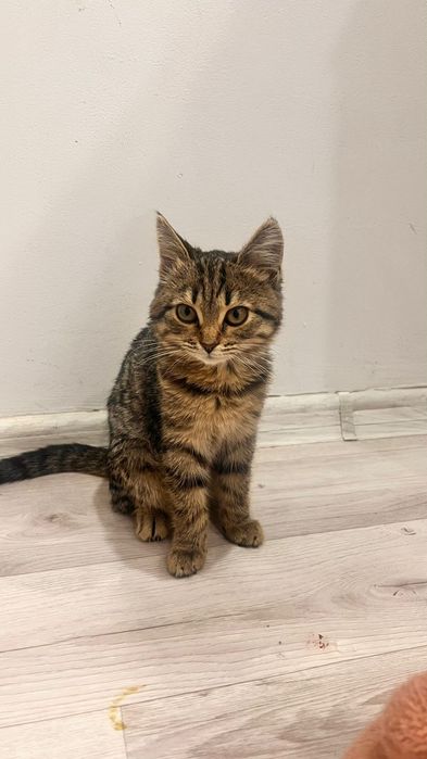 Кошка отдам даром породной
7 подъезд