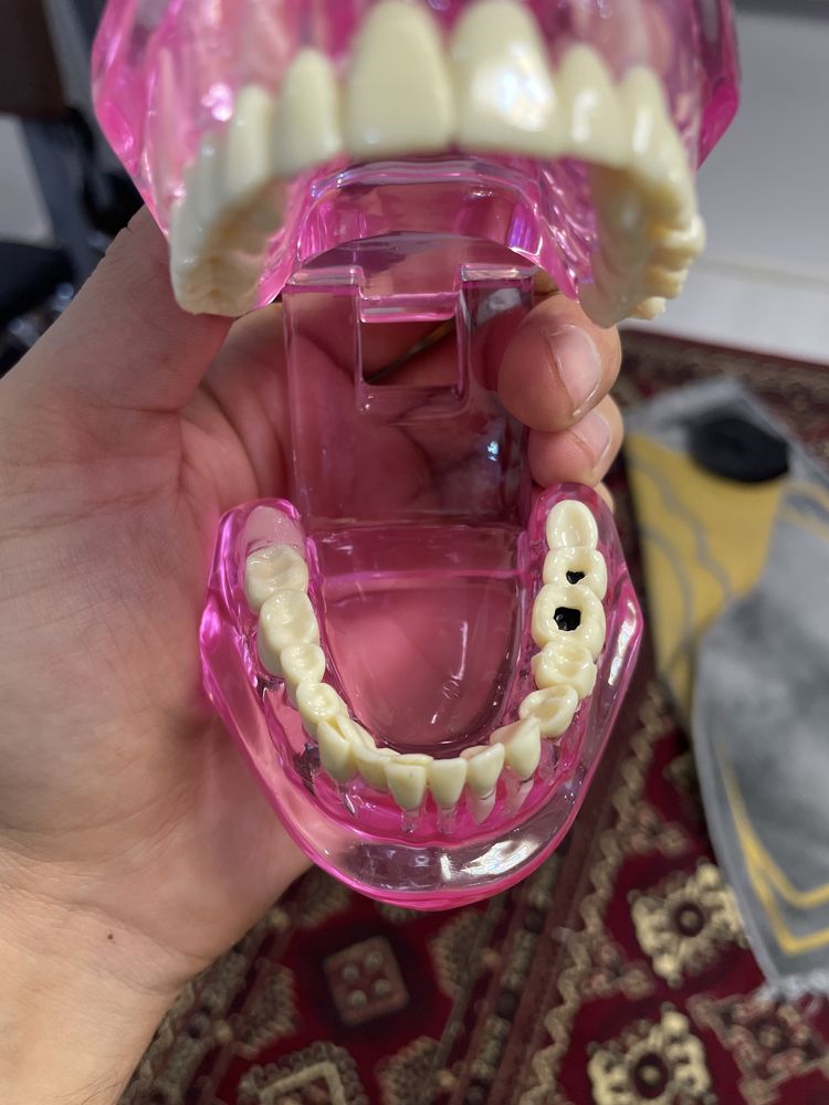 Модель зубов