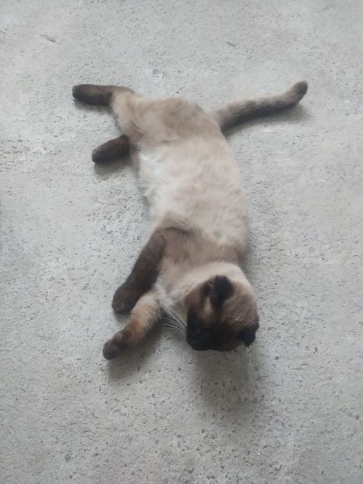 Siyamskiy mushuk toza zotli oʻgʻil bola