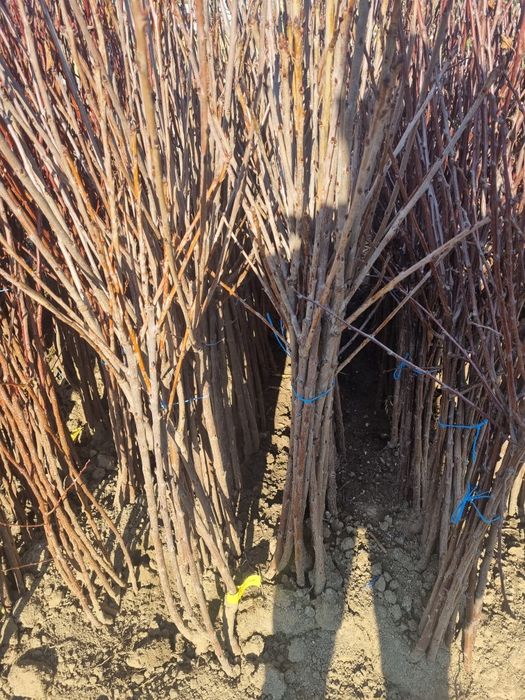 Pomi si arbusti fructiferi