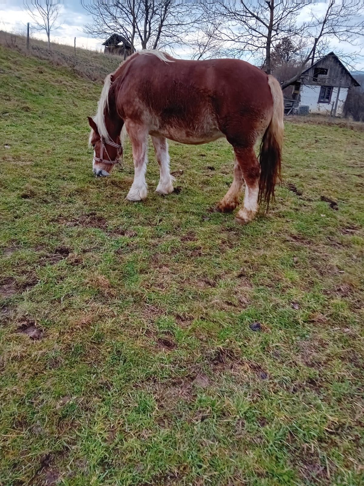 Iapă de 5 ani...