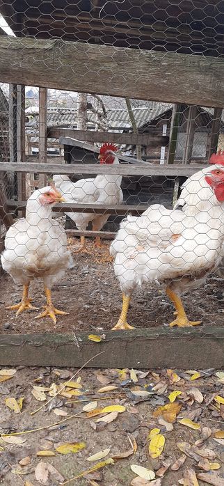 Vând 2 cocosi și 2 gaini