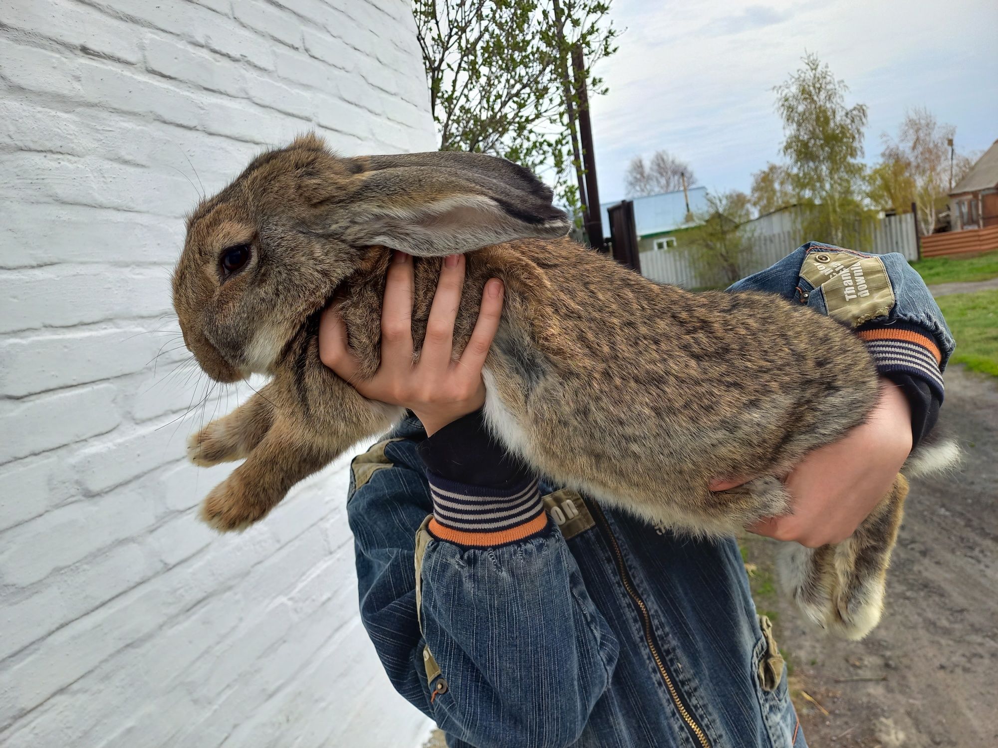 Кролики порода Фландр