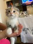 Вислоухий кошка 1.5 месяцев