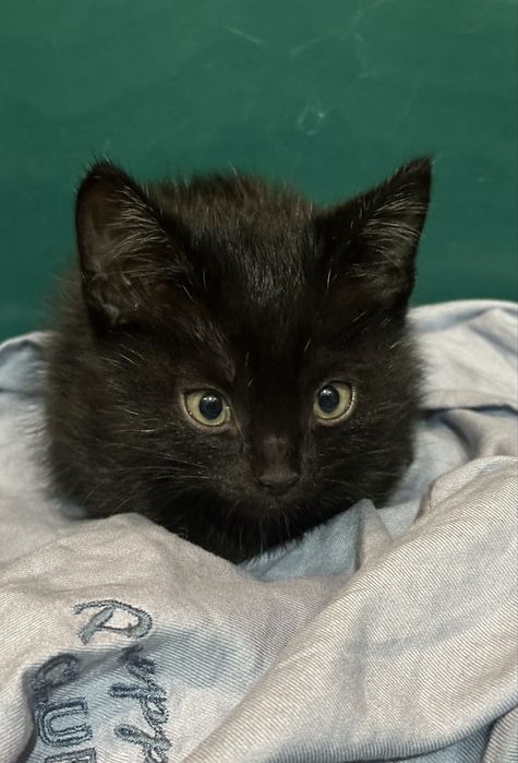 Котеночек в хорошие ручки