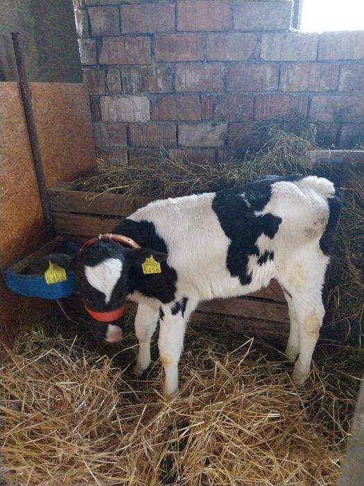 Vând tăuraș înțărcat