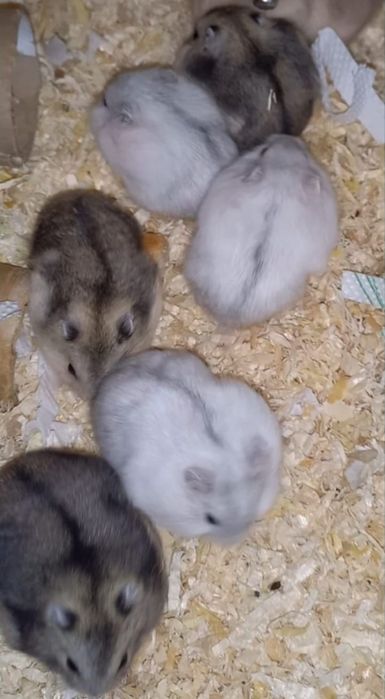Hamsteri Siberieni