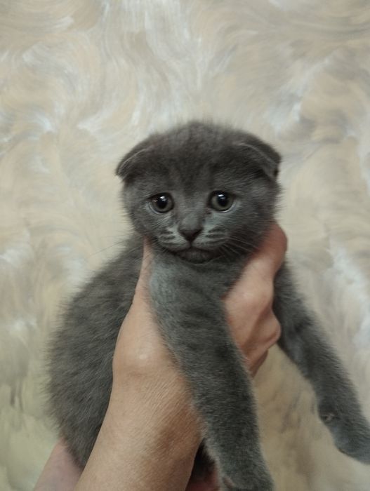 Продаются котята шотландской породы голубого окраса