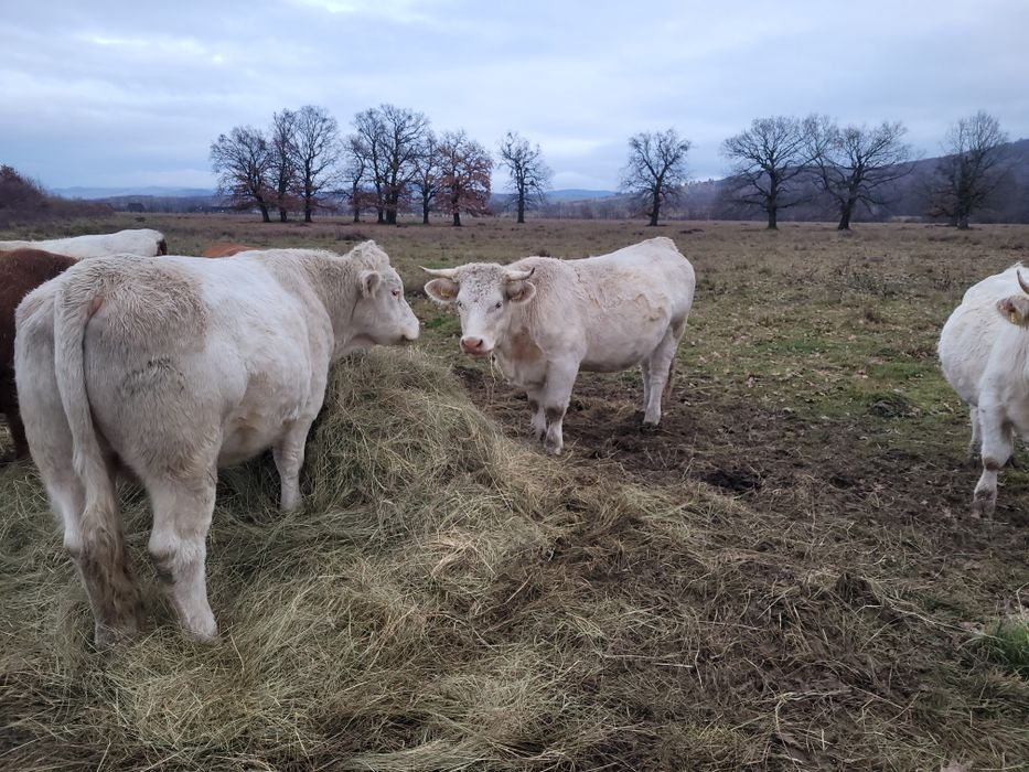 Juninci charolease si taur