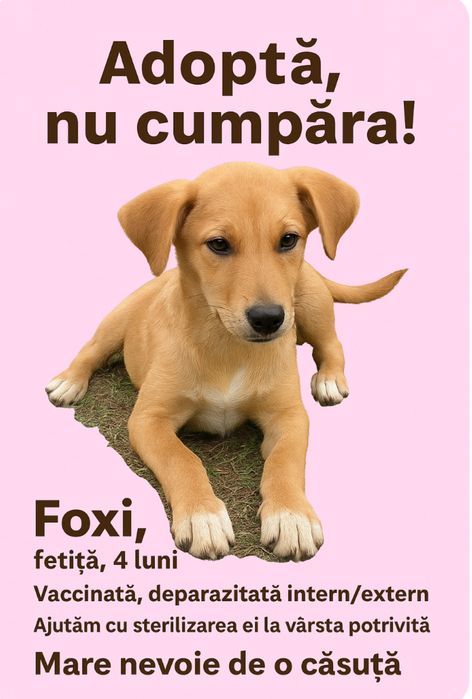 Pentru adoptie gartis catei superbi