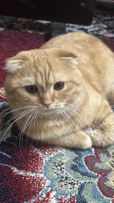 Skotish fold sotiladi