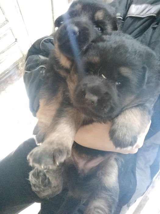 Щенки немецкой овчарки