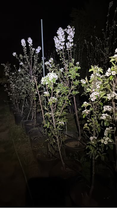 Pomi fructiferi ! Pomi pe rod !