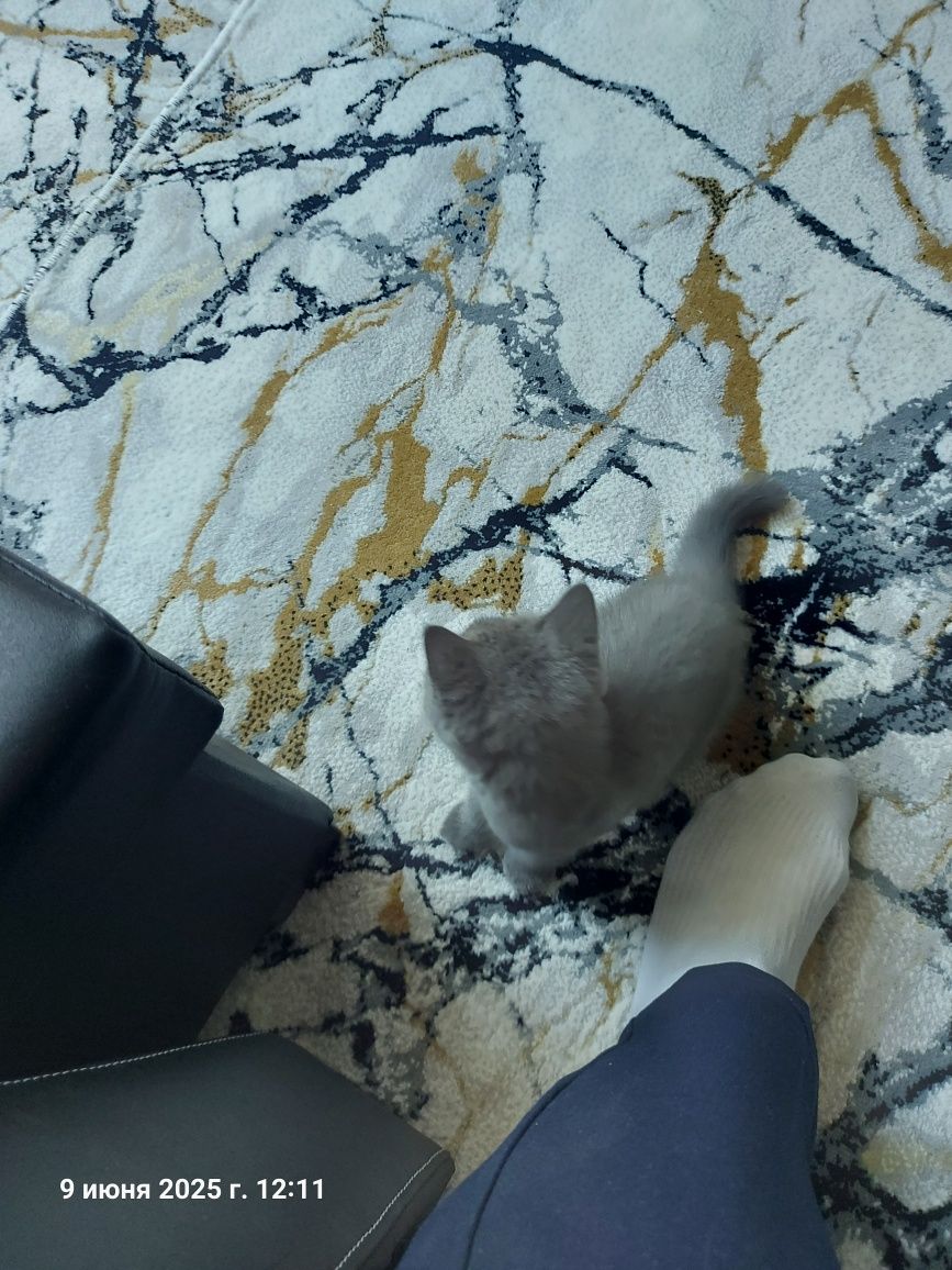 Котёнок  Мушик продаётся