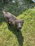 Adoptie de Catei