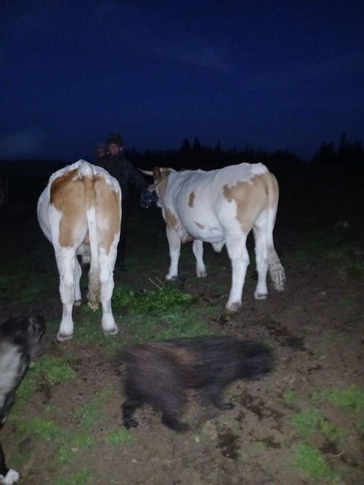 Vand junci ,detalii la nr de tel