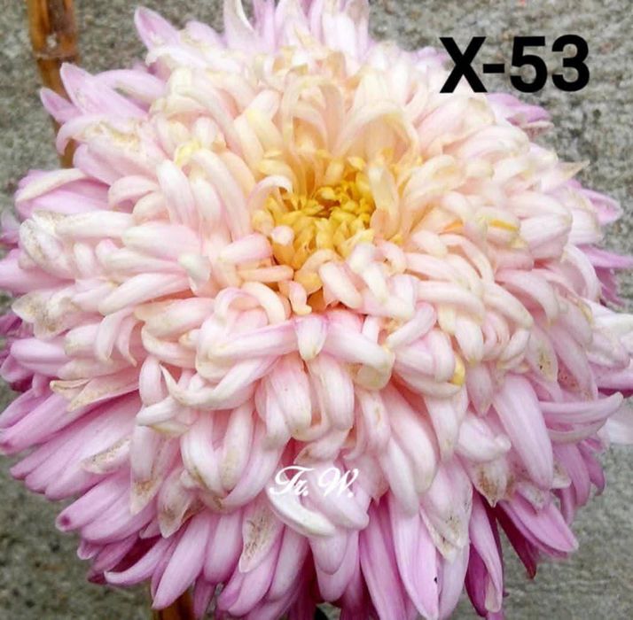 Хризантеми -7лв.бр.