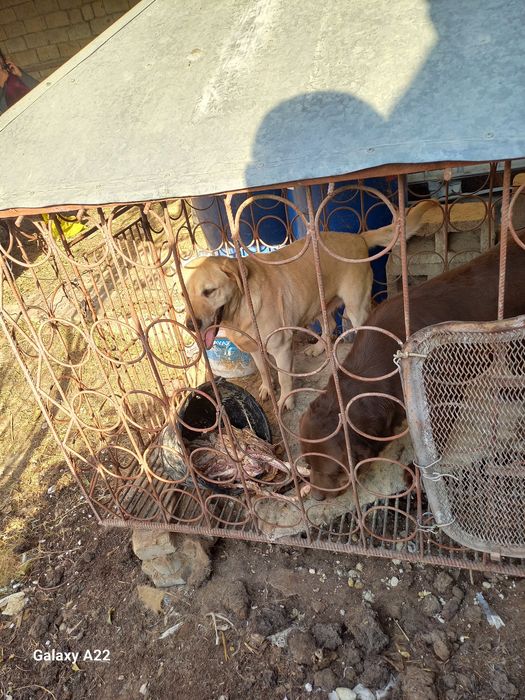 Продаю собаку лабрадор ретривер