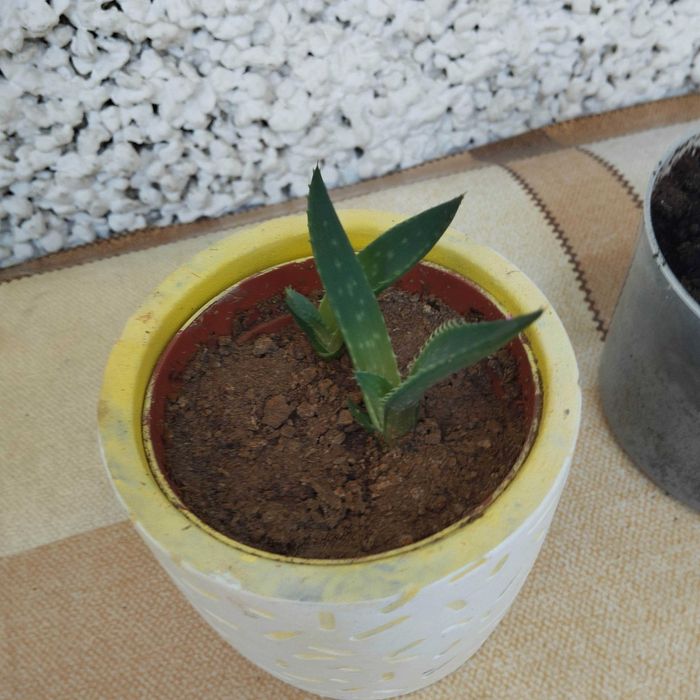 Декоративни кактуси