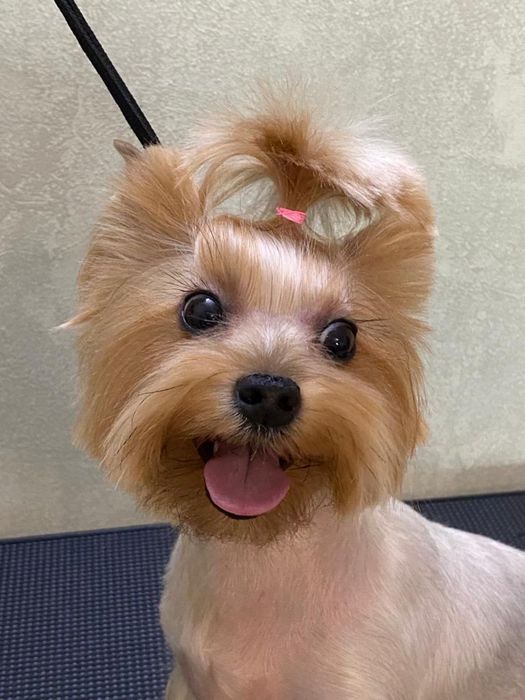 стрижка собак  и кошек