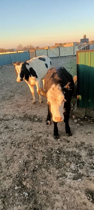 Полуторагодовалые телочки