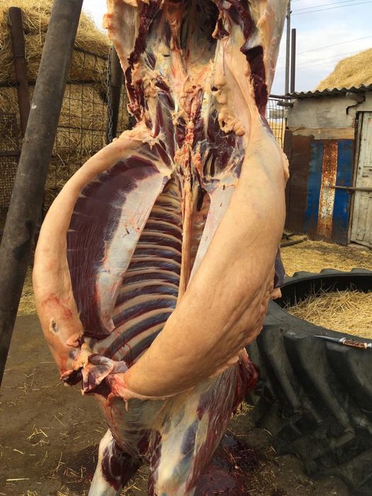 Продам мясо конины