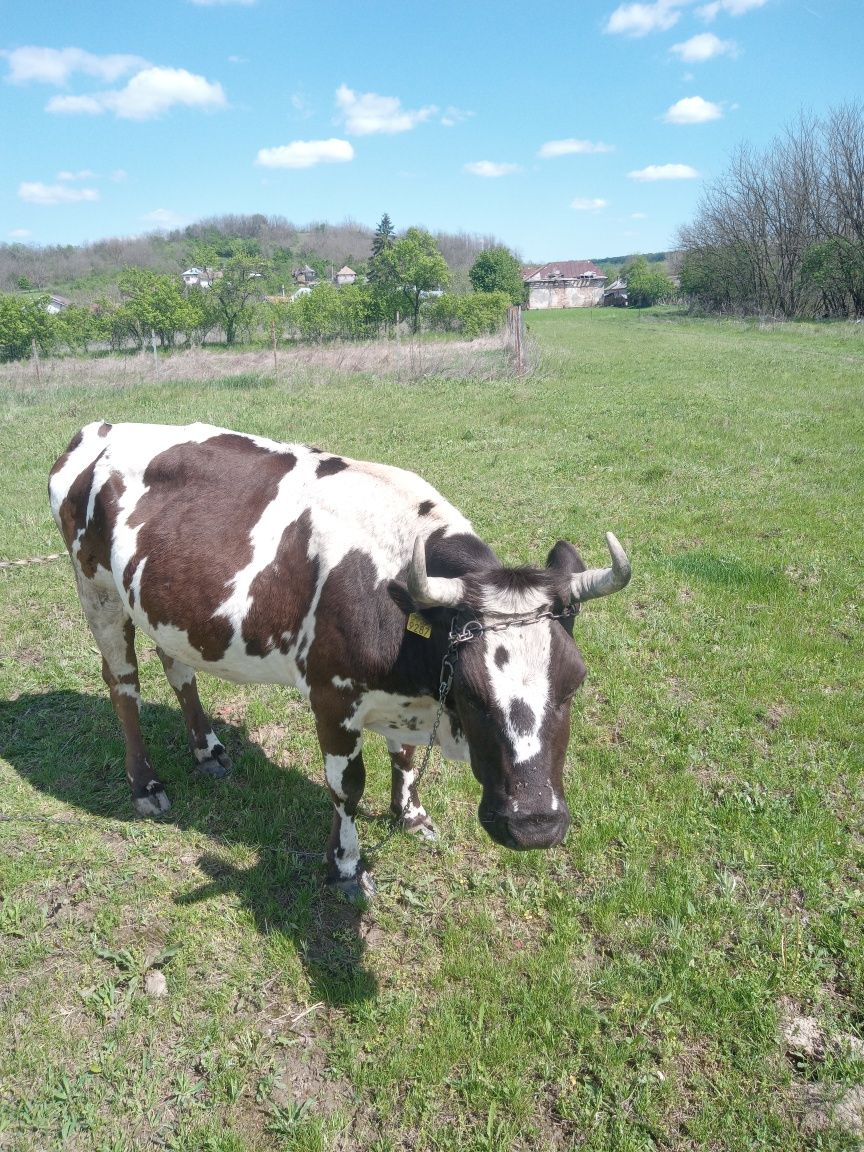 Vaca bălțată de vanzare