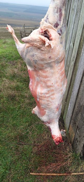 Vand oi grase tinere