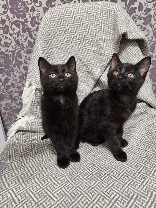 Очаровательные пантерки-черныши ищут дом!
