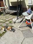 Donez caine Beagle