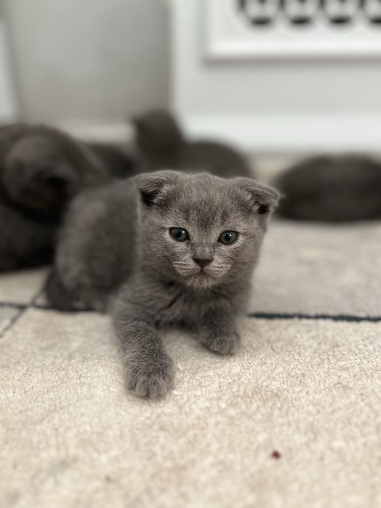 СРОЧНО! Продаются чистокровные вислоухие скоттиш фолд котята