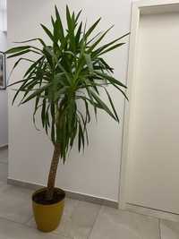 Planta interior mare si rezistenta Yucca (palmier), cu ghiveci