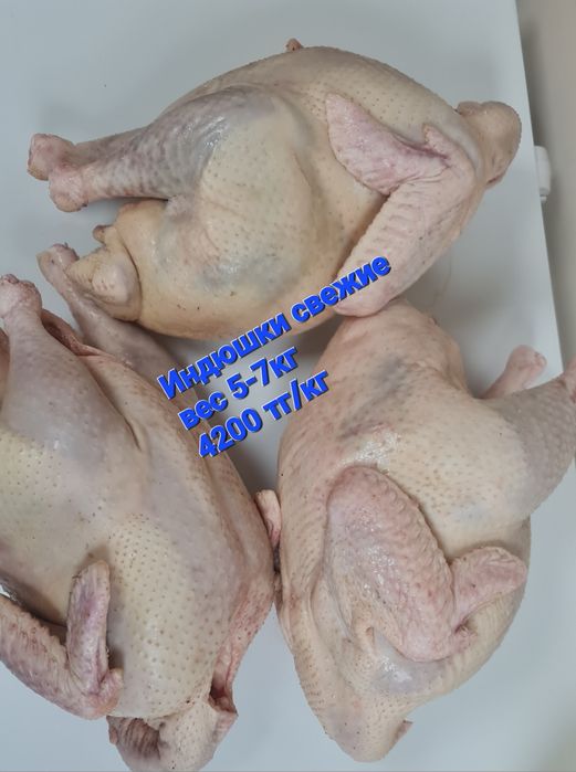 Продам мясо домашней  индейки.Каспий ред,кредит!