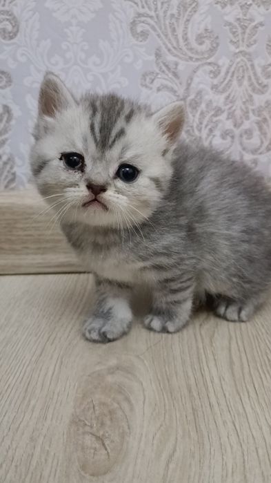 Скотч фолт болалари зотдор гапга чунади соглом