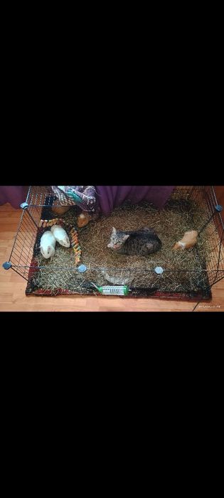 Porcușori de Guineea