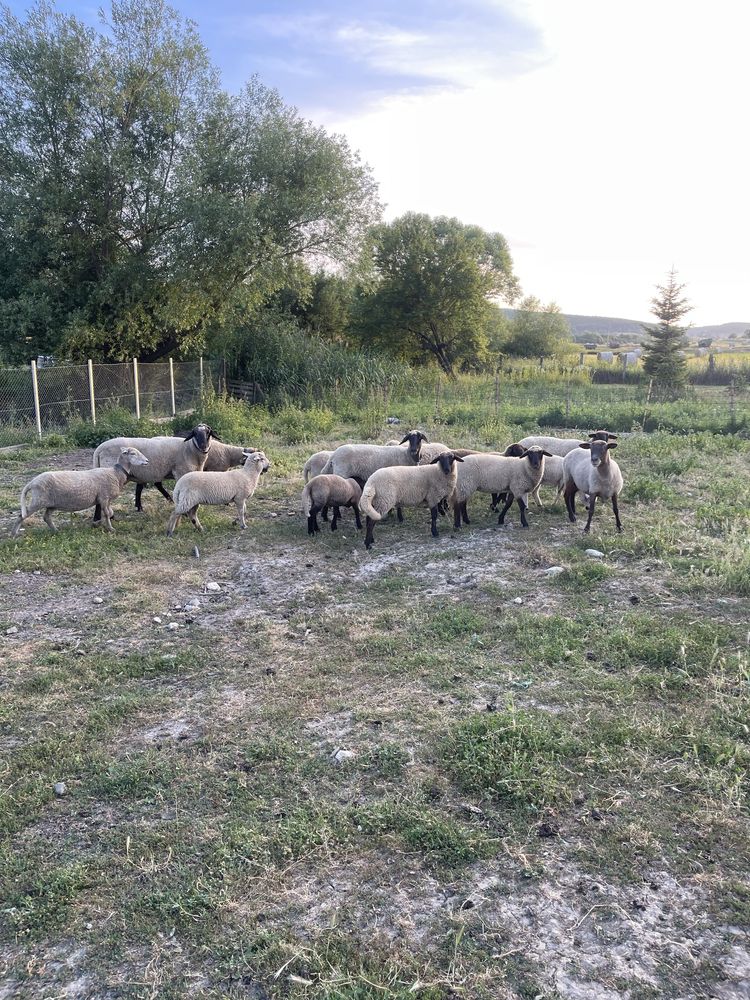 Vand 1 berbece, 7 oi si 8 miei